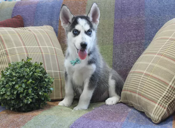 Siberian Husky - Prince
