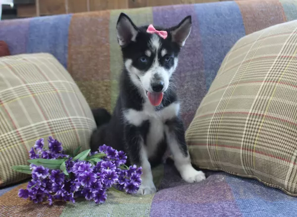 Siberian Husky - Pearl