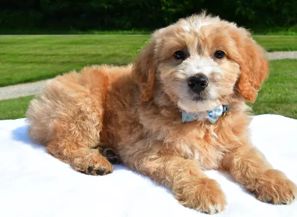Aussiedoodle - Colby