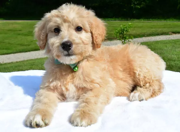 Aussiedoodle - Captain
