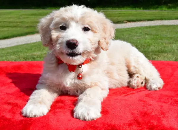 Aussiedoodle - Carter