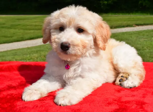 Aussiedoodle - Cristine