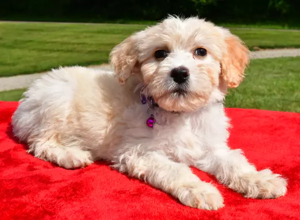 Aussiedoodle - Cloe
