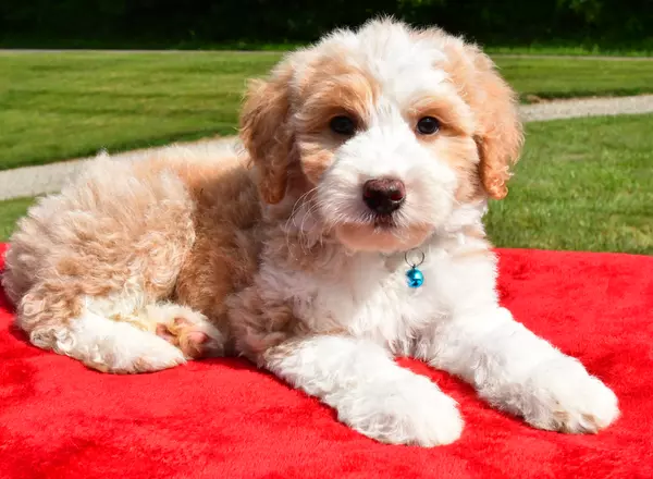 Aussiedoodle - Coco