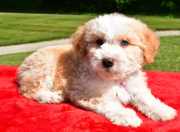 Aussiedoodle - Clover