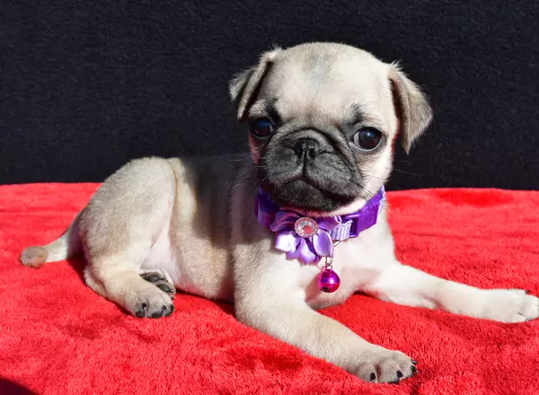 Pug - Fifi