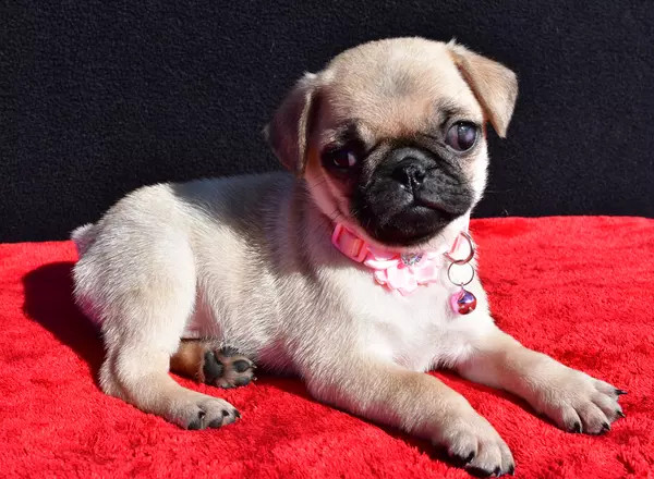 Pug - Frosty