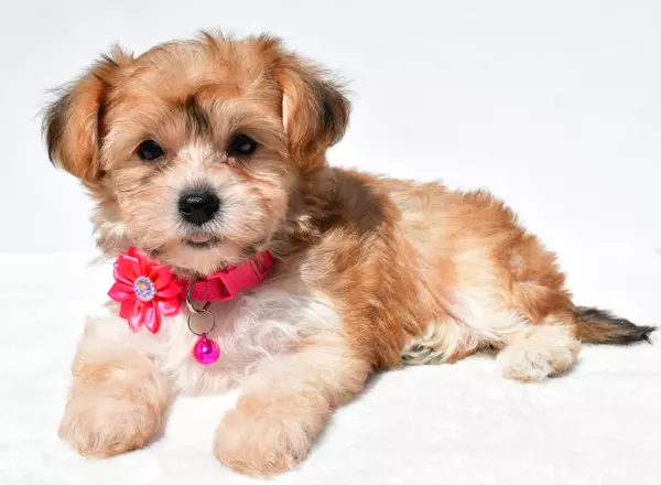 Yorkie-Chon - Jean