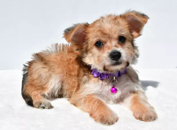 Yorkie-Chon - Julie
