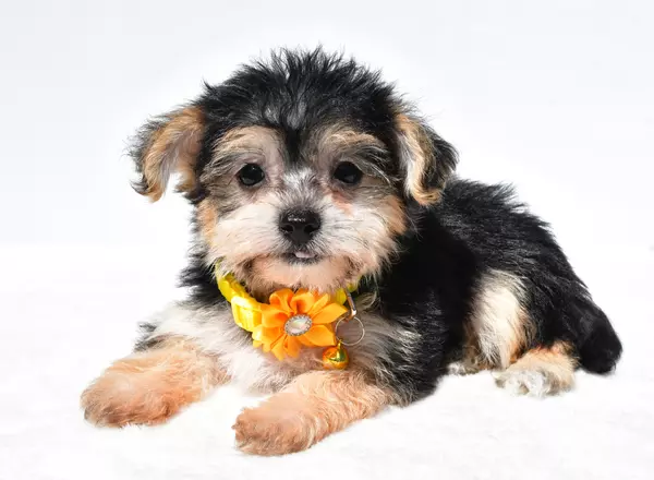 Yorkie-Chon - Jane