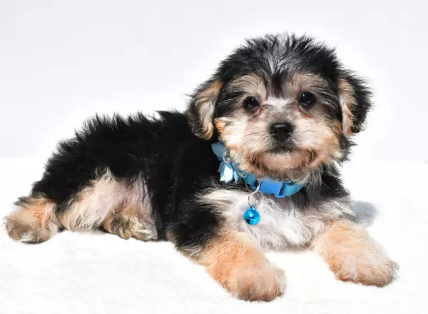 Yorkie-Chon - Jade