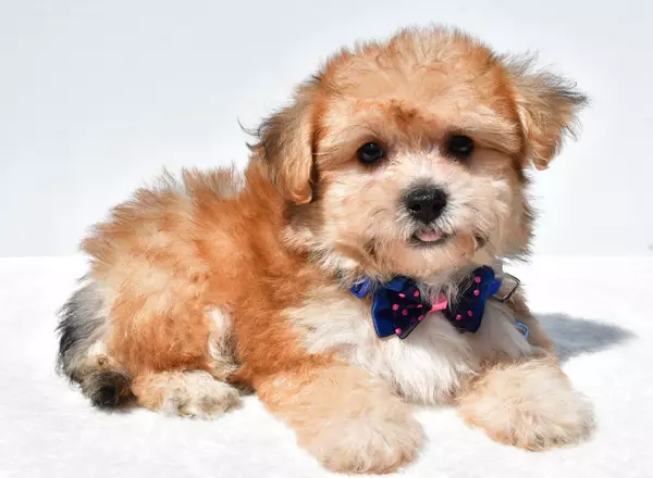 Yorkie-Chon - Jax