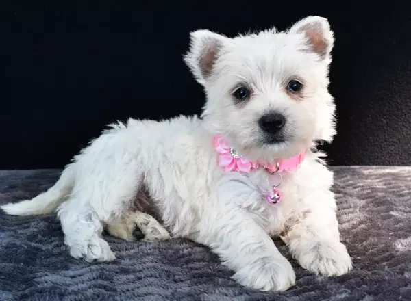 West Highland White Terrier - Nikki