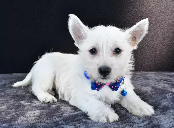 West Highland White Terrier - Nickle