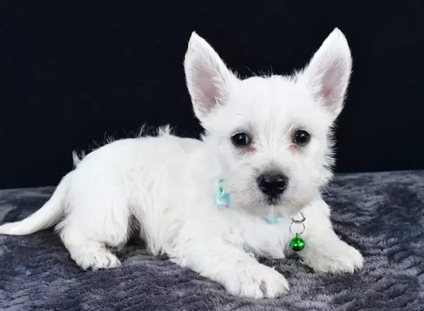 West Highland White Terrier - Nemo