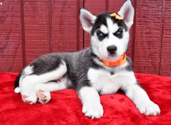 Siberian Husky - Fritz