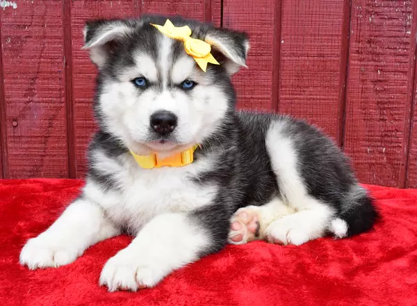 Siberian Husky - Fletcher