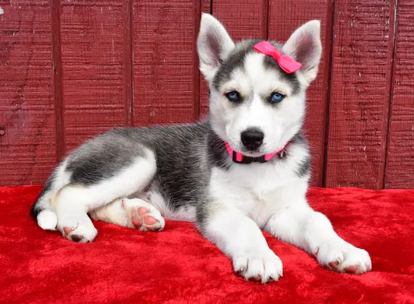 Siberian Husky - Fancy