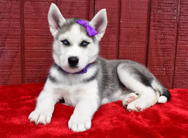 Siberian Husky - Freda