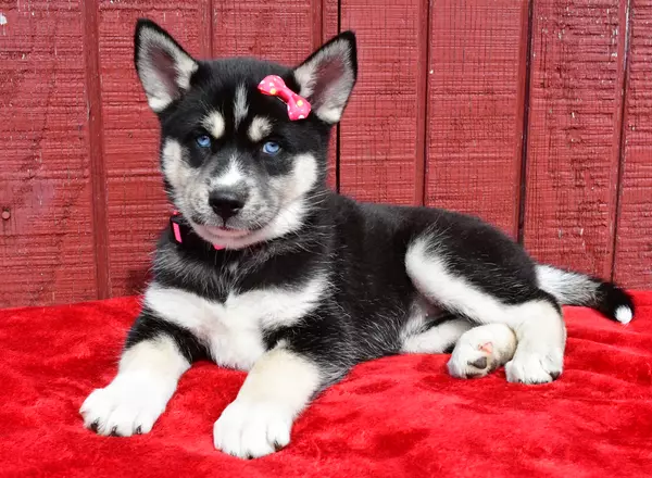 Siberian Husky - Faye