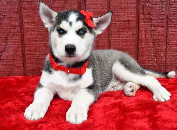 Siberian Husky - Frosty