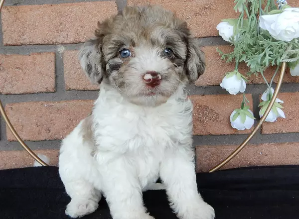 Labradoodle-Standard - Rose