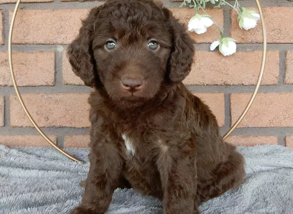 Labradoodle-Standard - Remi