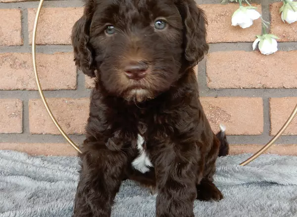 Labradoodle-Standard - Roscoe