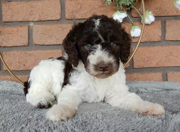 Labradoodle-Standard - Roman