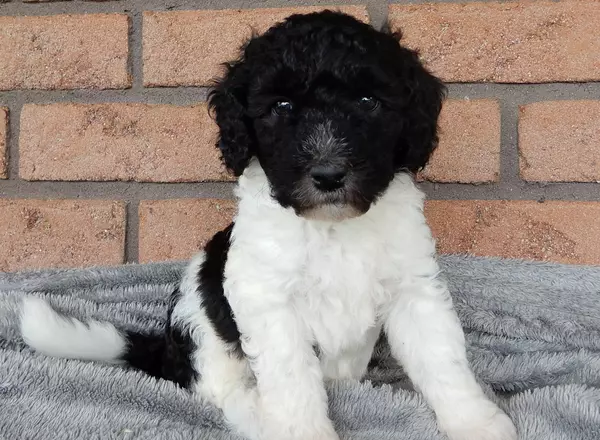 Labradoodle-Standard - Rider