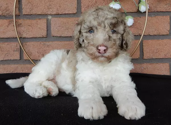 Labradoodle-Standard - Randy