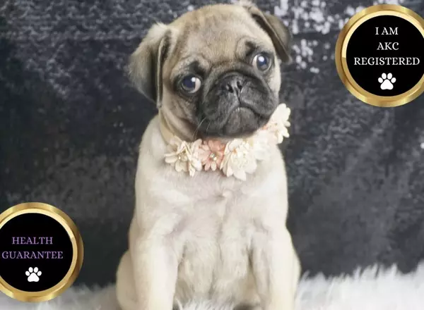 Pug - Modanna
