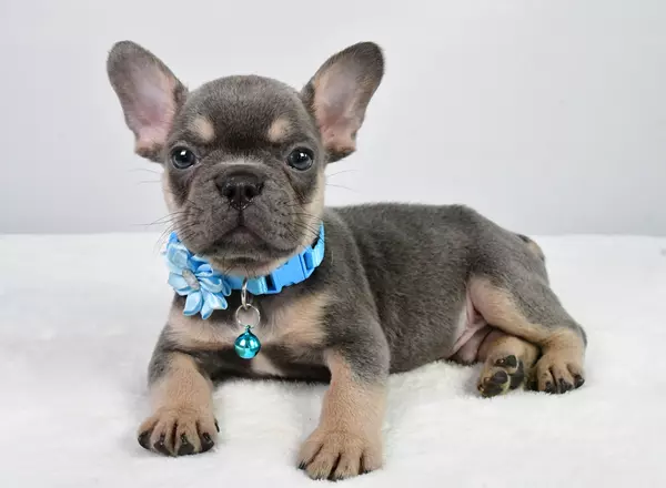 French Bulldog Puppies For Under 1000 Registered French Bulldogs Puppies for Sale | TrustedPuppies.com