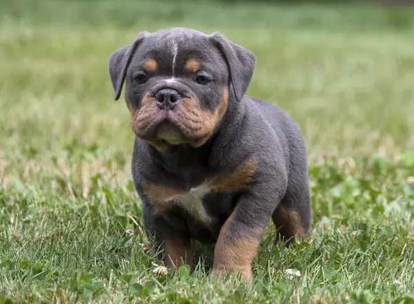 Olde English Bulldogges - Bluegate's Jax