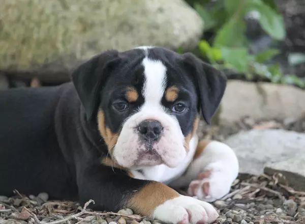 Olde English Bulldogges - Bluegate's Tosh