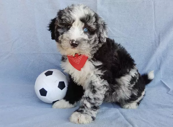 Sheepadoodle - Toby (medium)