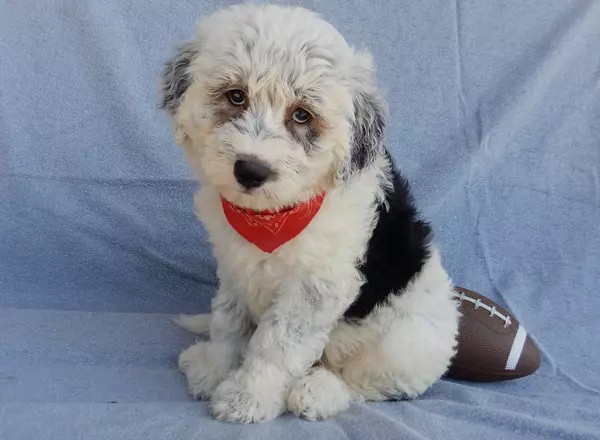Sheepadoodle - Tommy (medium)