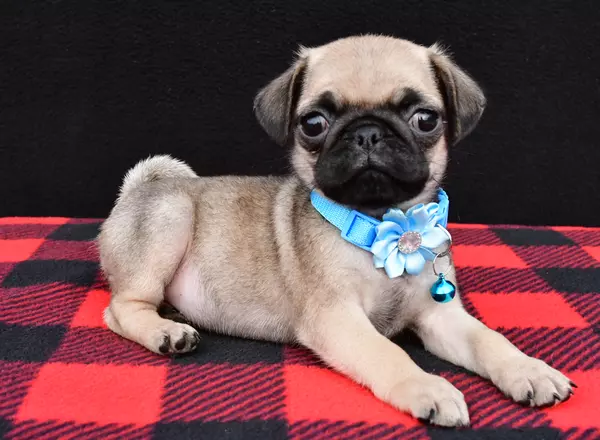 Pug - Michelle