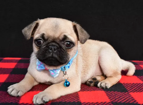 Pug - Mac