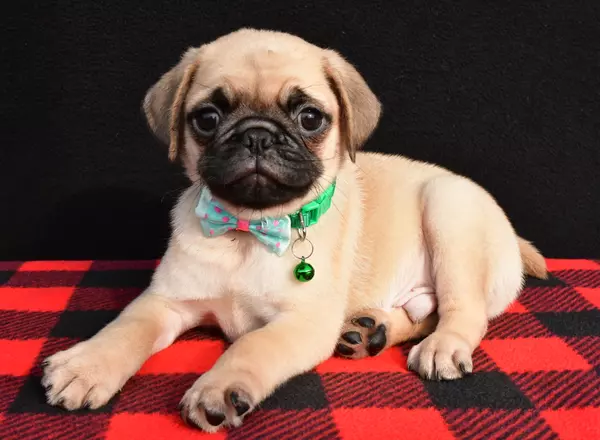 Pug - Moose