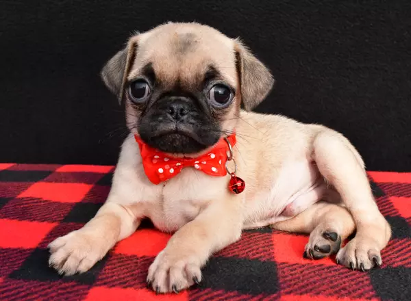 Pug - Monk