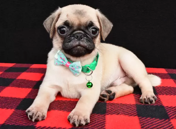 Pug - Mark