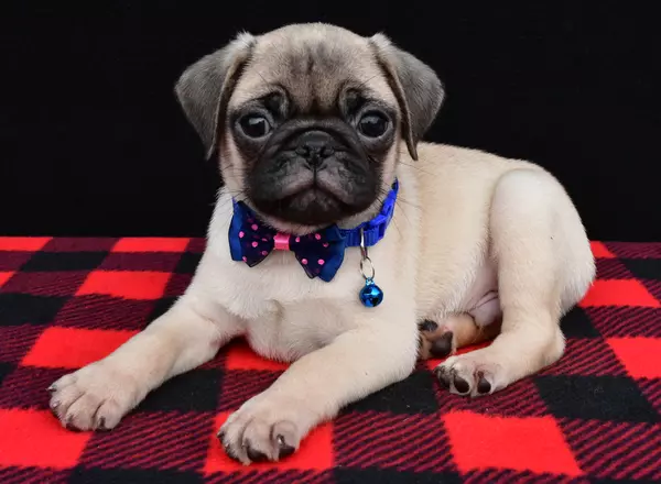 Pug - Moses