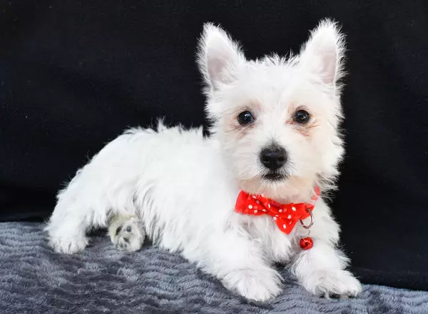 West Highland White Terrier - Banjo