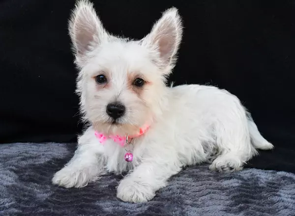 West Highland White Terrier - Benji