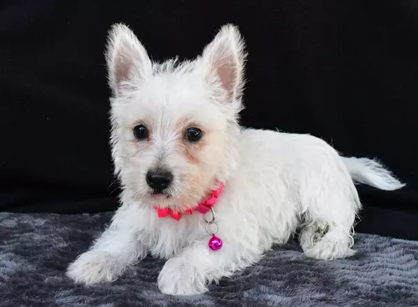 West Highland White Terrier - Besty