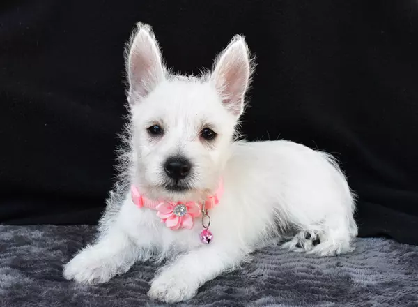 West Highland White Terrier - Ashley