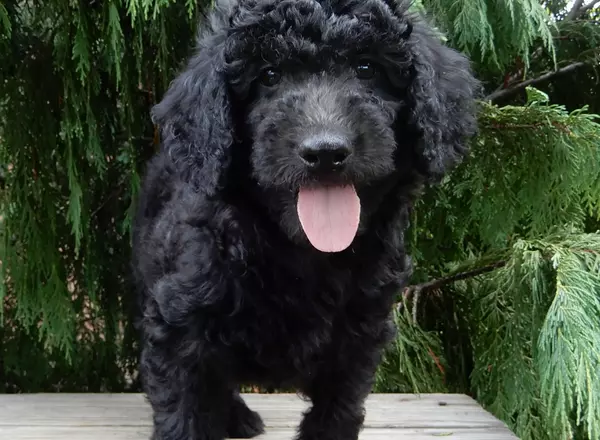 Labradoodle-Standard - River