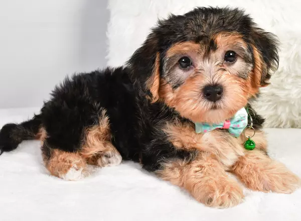 Yorkie-Chon - Axel