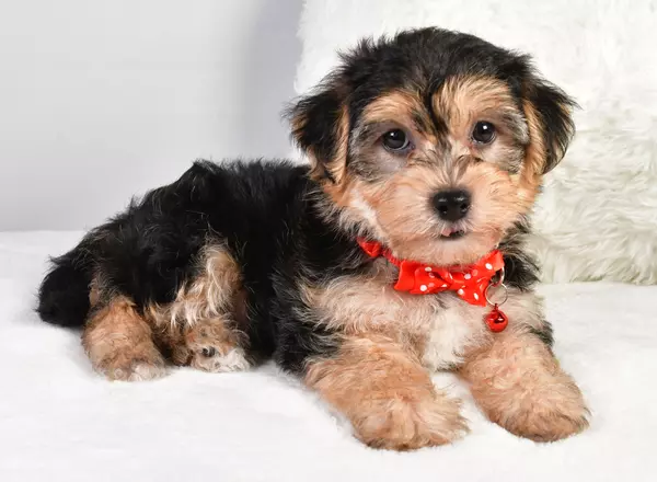 Yorkie-Chon - Asher